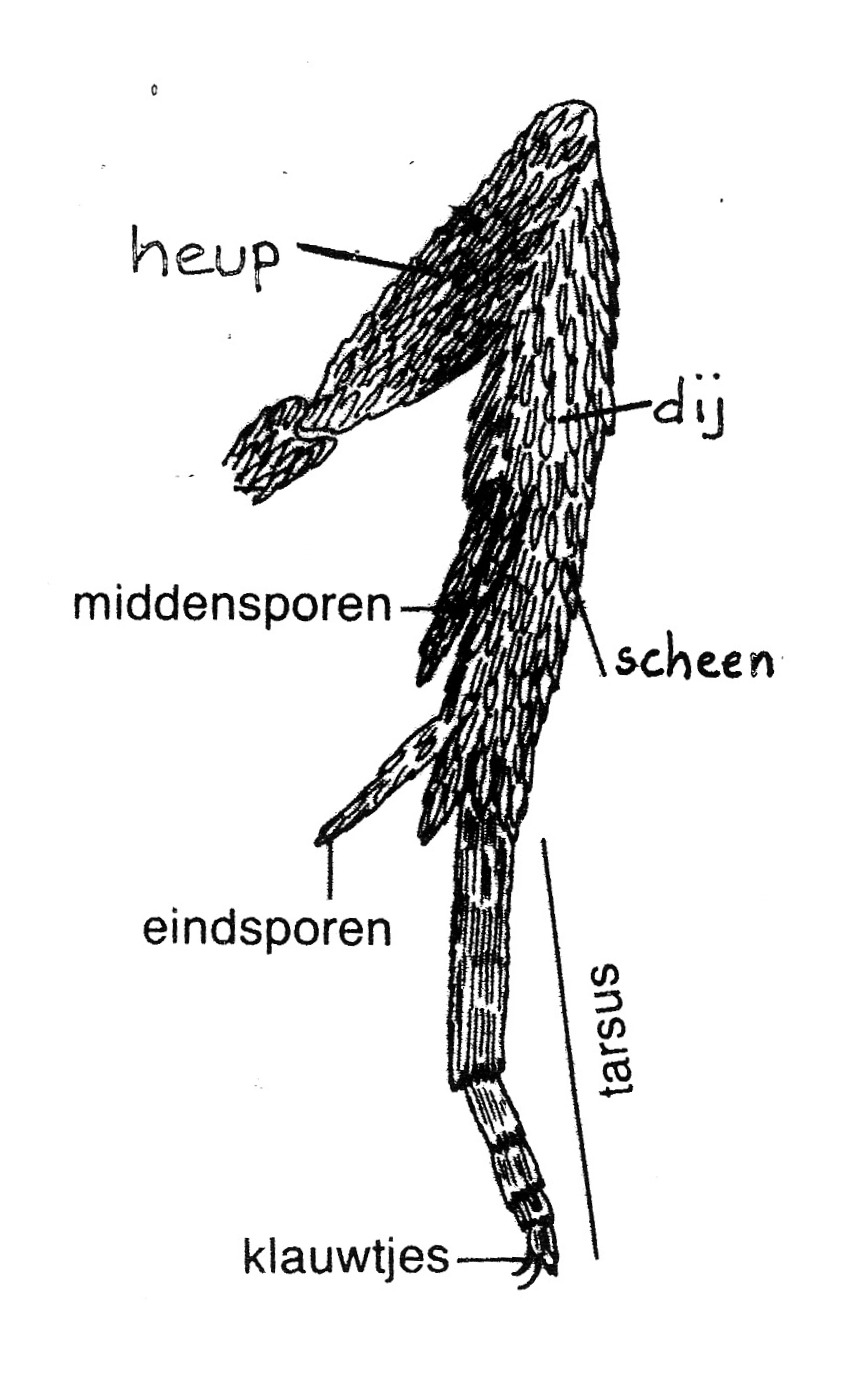 Achterpoot van een Bladroller (Tortricidae) (naar Bradley et al., 1973).
